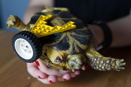 tortise 18 dec 16 4